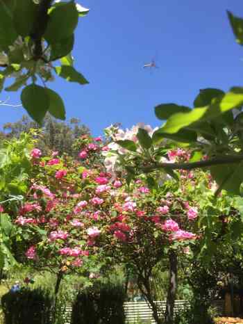 helens garden